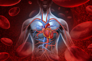 Cardiovascular system, Heart Disease