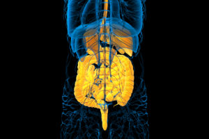 Digestive system