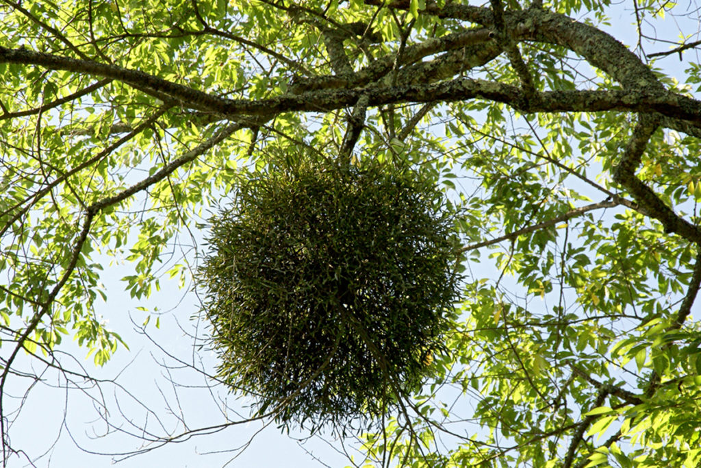 Mistletoe plant