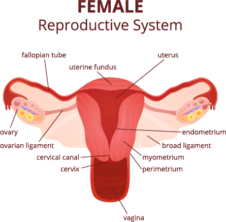 Female Reproductive System