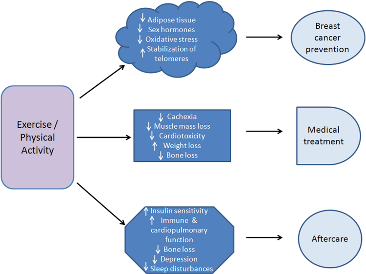 Breast Cancer Physical Activity